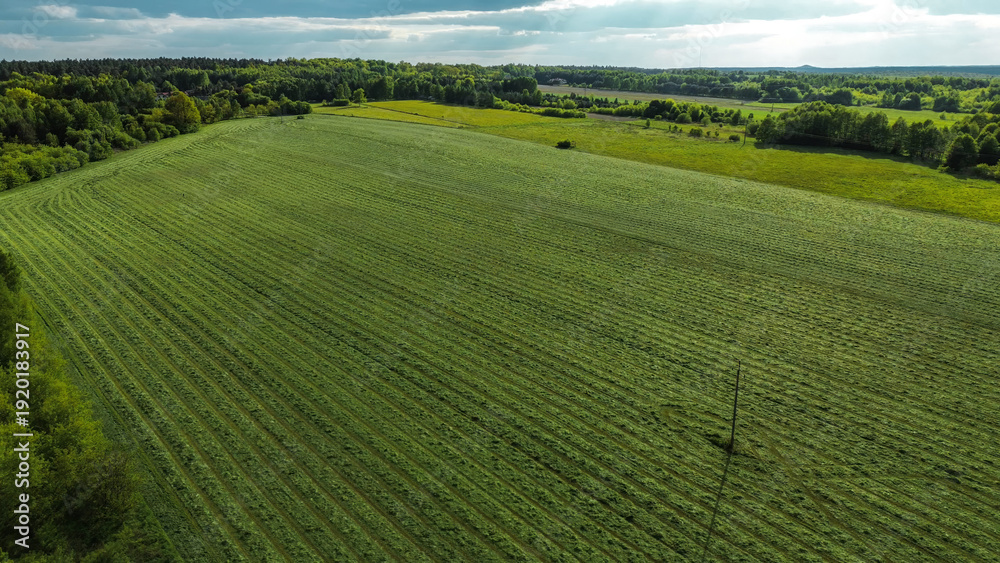 Obraz premium Sunny countryside farmland surrounded by woodland
