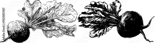 Vintage Vegetable Illustration: A Classic Red Radish and Leafy Greens