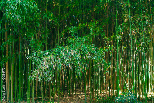 Fotografi Green bamboo grove, natural landscape