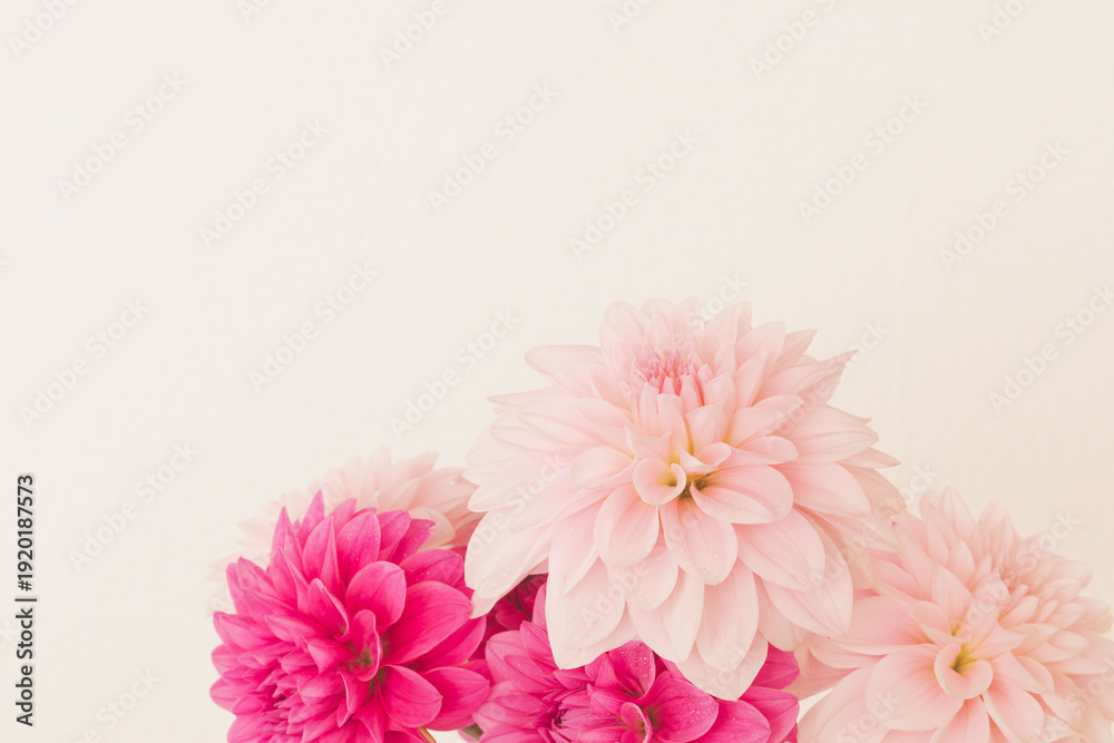 Fototapeta premium 濃いピンク色と薄ピンク色のダリアの花をベージュ背景で室内撮影04