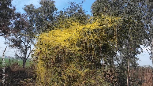 Thick mass of parasitic yellow dodder vines tangling over green bushes in a sunny rural field