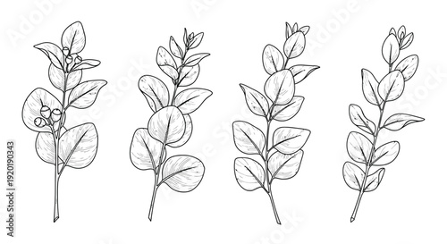 Collection of detailed black and white line art illustrations depicting various stages and forms of eucalyptus sprigs with leaves and developing seed pods against a clean white background.