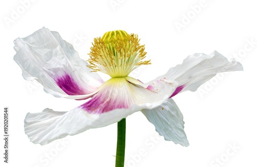 Photography poppy flower opium poppy white papaver somniferum