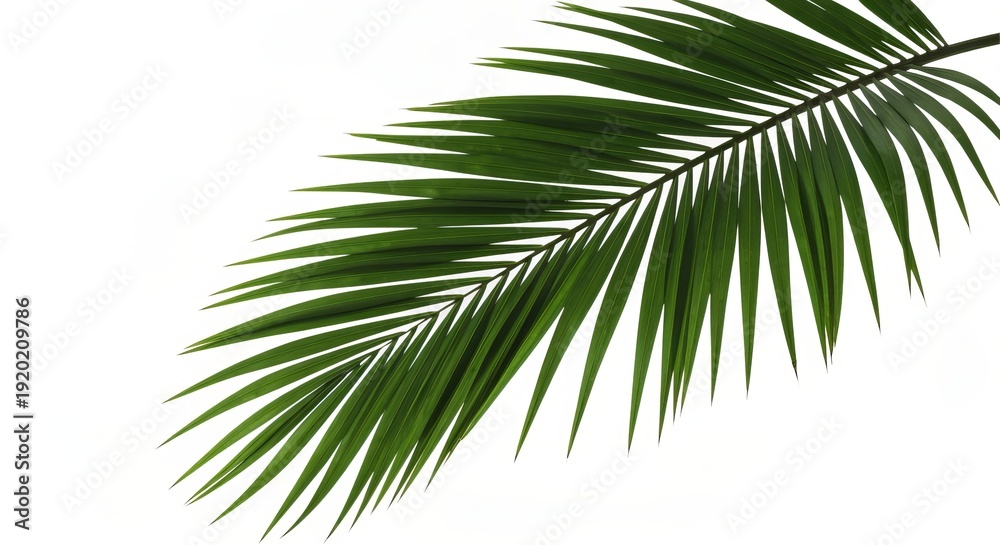 Fototapeta premium Tropical Freshness Vibrant Palm Leaf with Deep Shadows on a Pure White, Clean and Clear Backdrop.