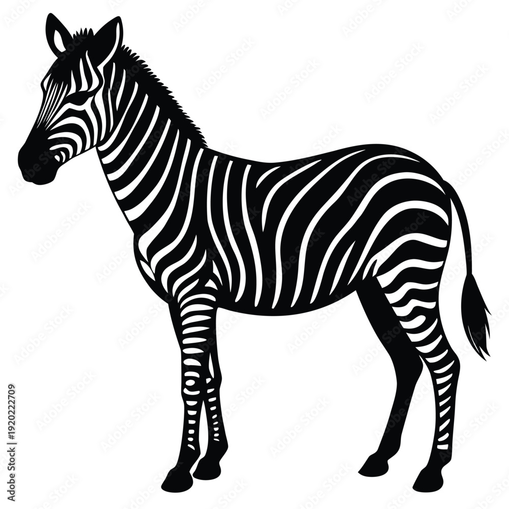 Fototapeta premium Set of african zebra side and front view cartoon animal design flat vector illustration isolated on white background