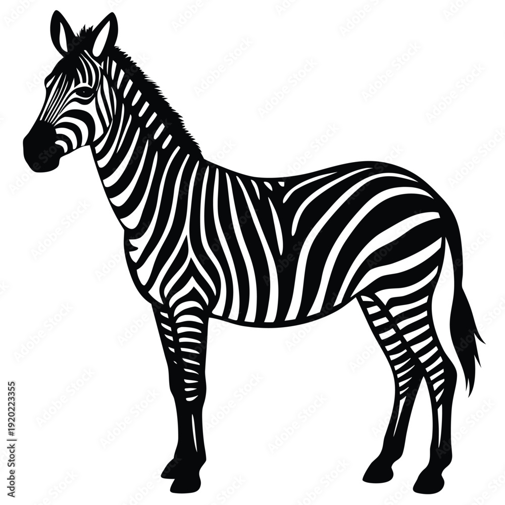 Obraz premium Set of african zebra side and front view cartoon animal design flat vector illustration isolated on white background