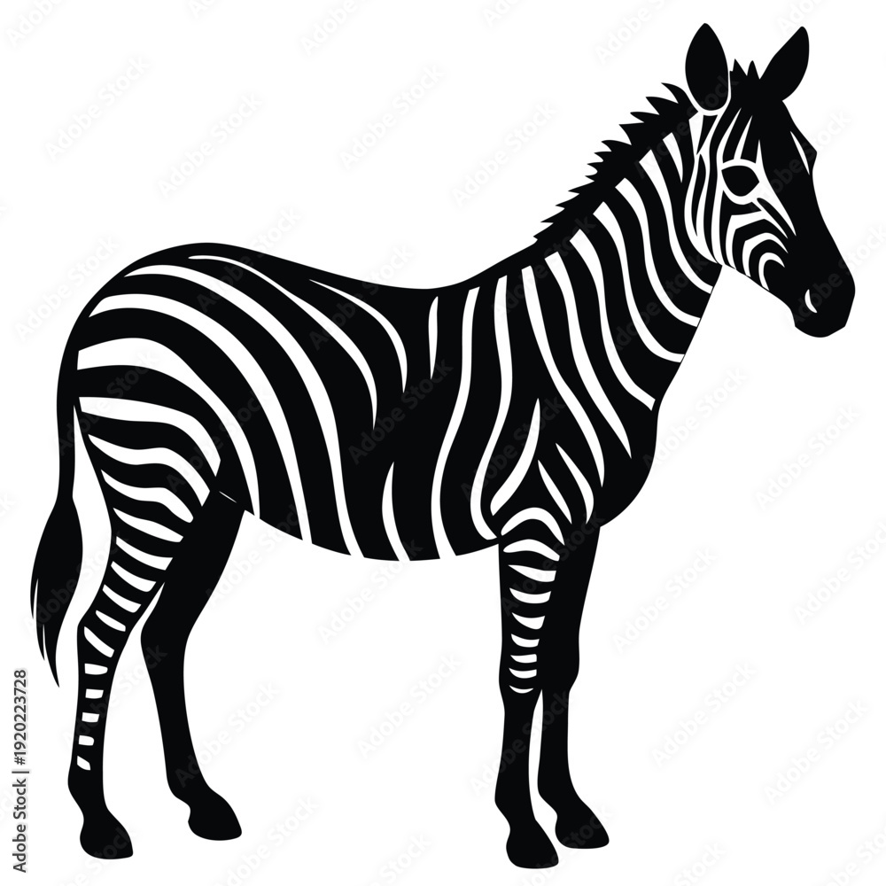 Fototapeta premium Set of african zebra side and front view cartoon animal design flat vector illustration isolated on white background