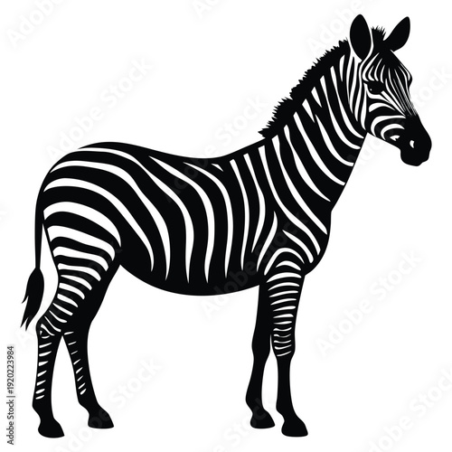 Set of african zebra side and front view cartoon animal design flat vector illustration isolated on white background