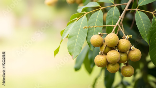 Bunch of ripe longan fruits hanging from leafy branch against soft green blurred backdrop