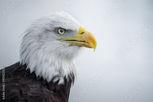 Bald eagle (Haliaeetus leucocephalus) iconic North American raptor