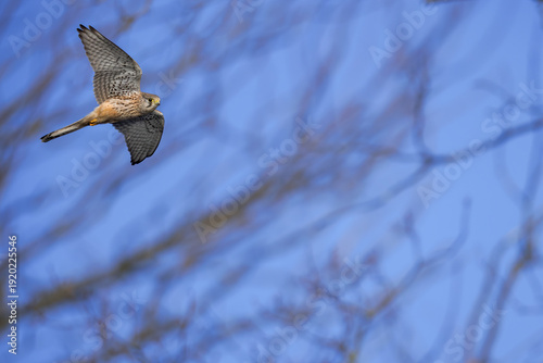 Photos Common kestrel (Falco tinnunculus) hunting in Belgium, hovering falcon in rural