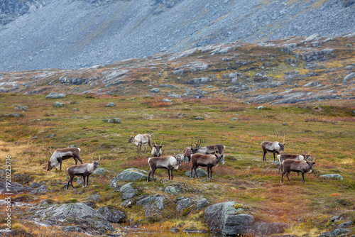 Herd of reindeer standing alert on vibrant tundra plain, antlers rising against rolling Arctic hills, moss and red shrubs covering rocky ground, detailed wildlife scene, northern wilderness, Norway.
