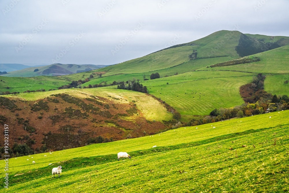 Fototapeta premium Farms and Fields, Wales, UK