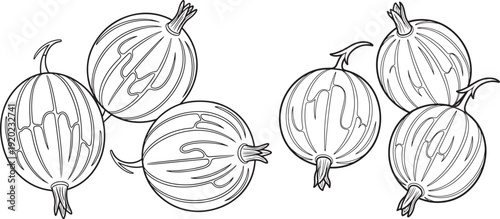 Detailed outline illustration of six ripe gooseberries with stems, arranged in two distinct clusters, perfect for healthy eating and nature themes.