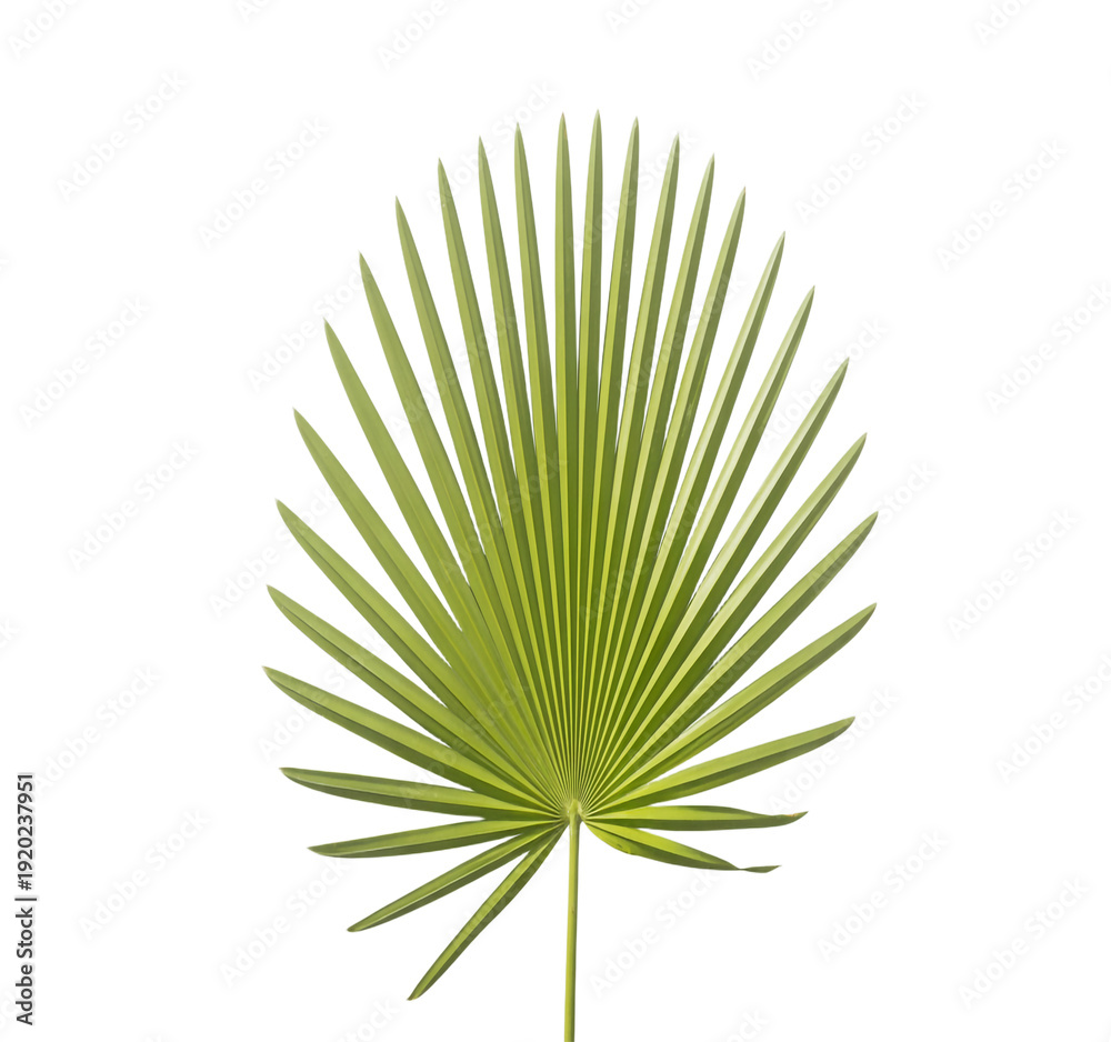 Fototapeta premium Palm leaf with long green spiky leaves isolated on transparent background