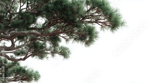 繊細な松の枝葉のクローズアップ。和風デザインや背景素材に最適な自然の一部