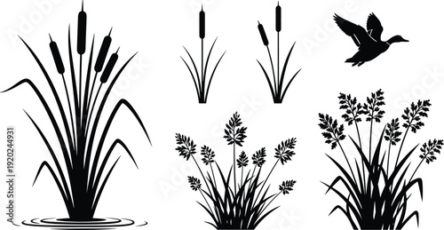 Wetland reeds and flying duck silhouette set with cattail plants and marsh vegetation, natural wildlife habitat, flat vector illustration