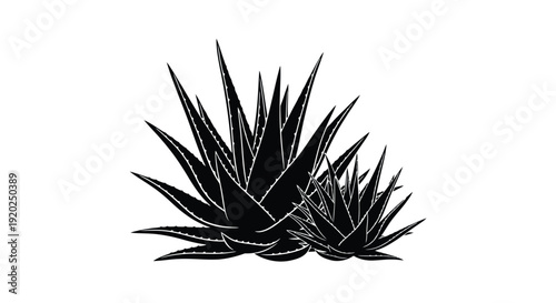 Stylized black and white illustration of agave plants with sharp leaves