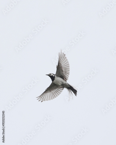 pájaro gris volando