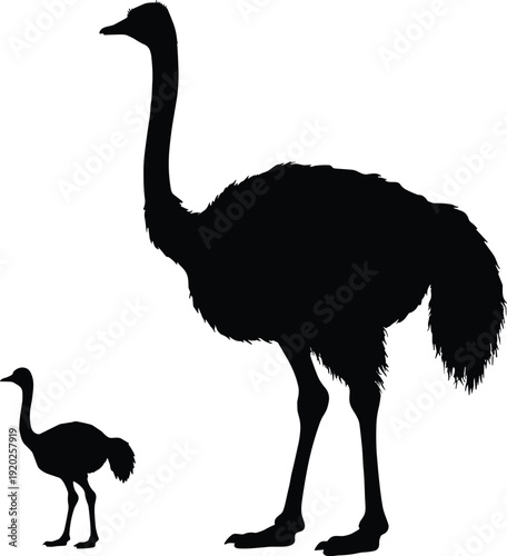 Black silhouette of large ostrich and small ostrich on white background two ostriches