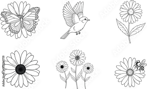 Set of daisy flower line art vector illustrations featuring blooming garden flora with a flying bird butterfly bee and leaves.