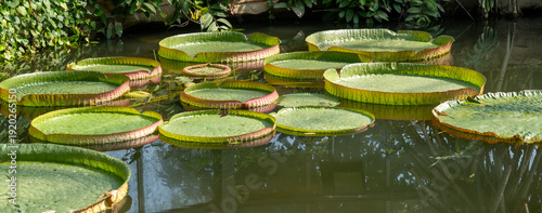 The leaves of the Victoria cruziana (Santa Cruz water lily) floating in a garden pond. Guangzhou, China. Victoria is a genus of water lilies, in the plant family Nymphaeaceae. 