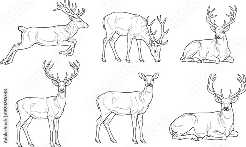 Detailed deer vector line art set featuring various poses of stags with antlers and does for forest wildlife themed illustrations.