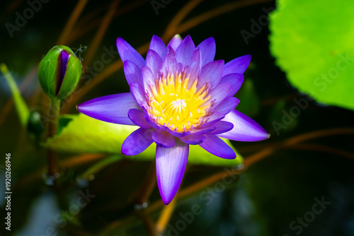 Nymphaea ‘Ratsamee Chan’’ water lily flowers and leaves on the water surface. 