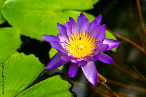 Nymphaea ’Tanzanite’ Water Lily flower. Thailand