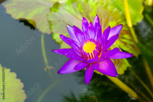 Nymphaea ’Tanzanite’ Water Lily flower. Thailand