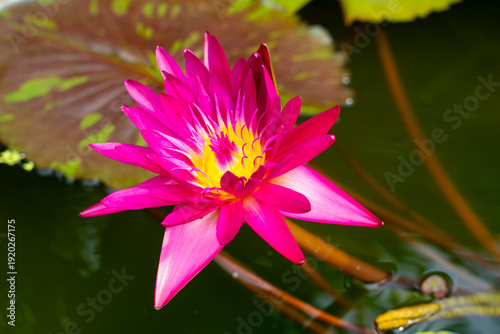 Nymphaea ’Charoen Sup’ Water Lily flower. Thailand