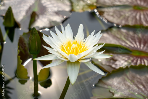 Nymphaea ’Khao Sampran’ Water Lily flower. Thailand