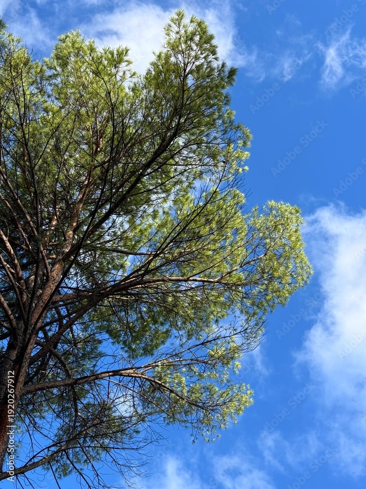 Fototapeta premium Pine tree against blue sky.