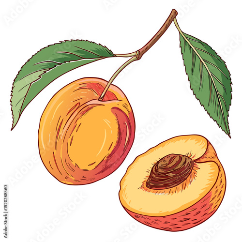 Freshly picked ripe peaches with green leaves.