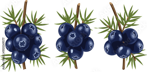 Set of Realistic Vector Juniper Berry Illustrations Featuring Dark Blue Berries on Green Pine Needles Isolated on White Background for Botanical and Culinary Design