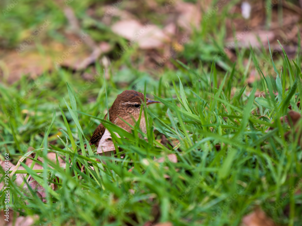 Obraz premium A Wren Looking for Insects