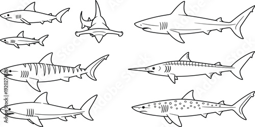 "Collection of shark line drawings featuring hammerhead, tiger, leopard and other species, detailed black and white illustrations for marine life design projects"