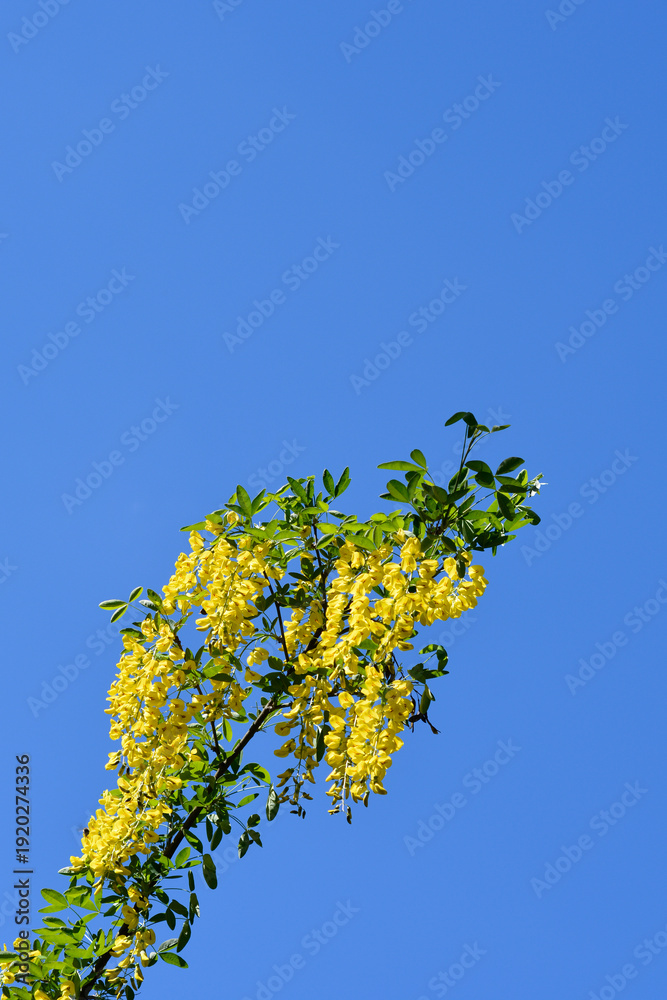 Fototapeta premium Common laburnum branches with yellow flowers - Latin name - Laburnum anagyroides