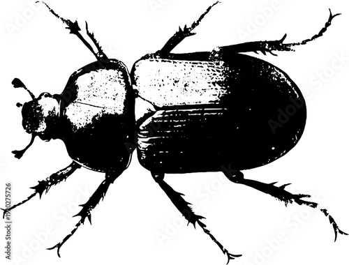 Black and white ink illustration of beetle and anchor - high contrast design for print or poster