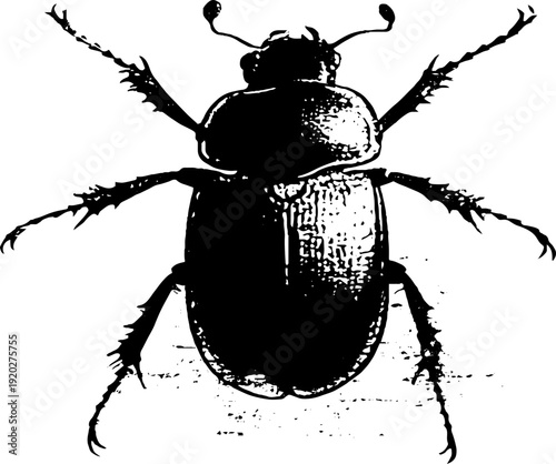 Intricate beetle and compass ink sketch for design projects