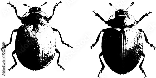 Black and white ink ladybug illustration - minimalist nature art design