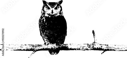 High contrast owl on branch and nautical anchor concept art for design projects