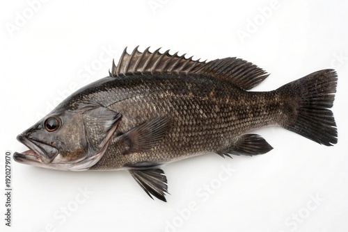 Fresh black sea bass on white background for culinary or sea fish on white background