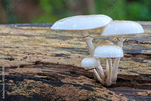 mushroom in the forest