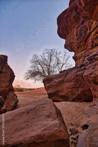 A cinematic view through the towering rock formations of Wadi Rum. The hazy desert atmosphere and the silhouette of a lonely tree create a sense of otherworldly solitude and adventure.