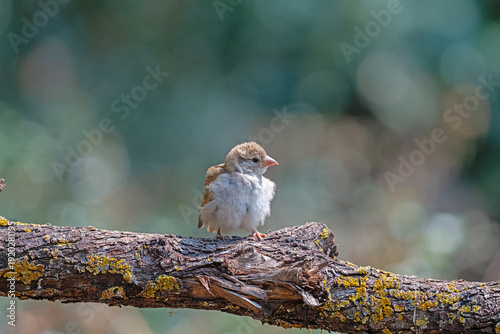 Fluffy young sparrow fledgling perched on a branch with moss, looking curious. Soft natural light and blurred forest background.