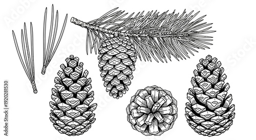 Detailed pencil drawing of pine cones and sprig on white background from a direct viewpoint