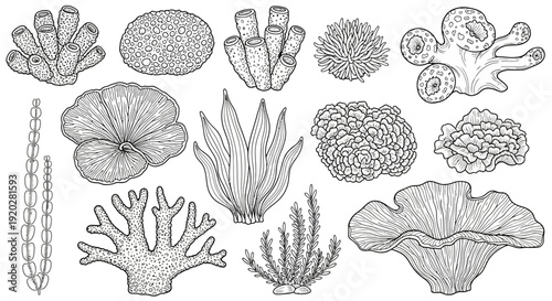 An illustration showcasing diverse coral and marine plant species from various underwater environments viewed from directly above