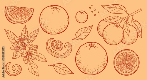Assorted citrus fruits and leaves illustration from a top view showcasing oranges and lemons
