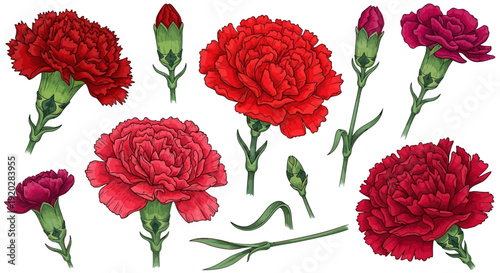 Vibrant red carnations and buds in various stages of bloom, arranged in a visually appealing illustration